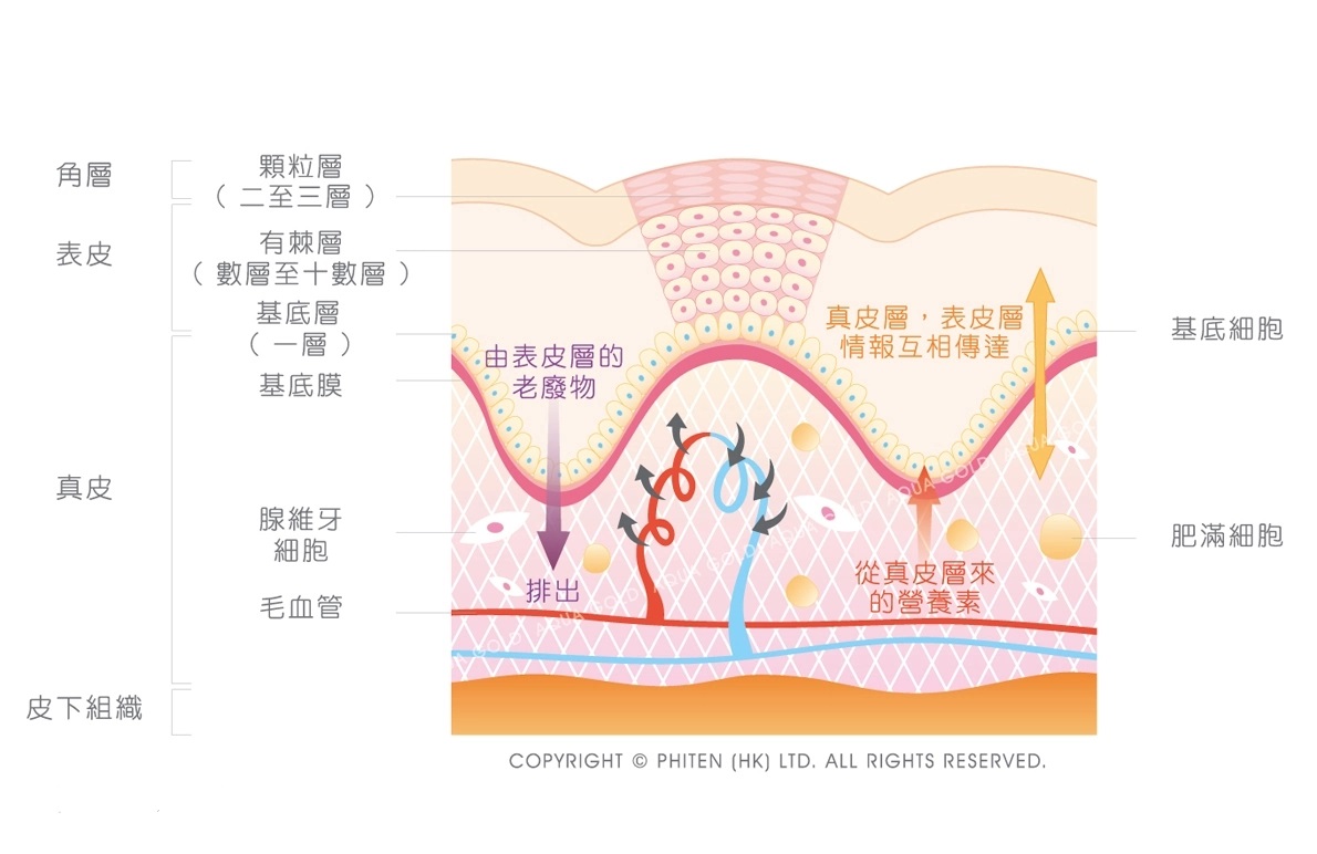 干细胞对腹部皮肤的管理研究